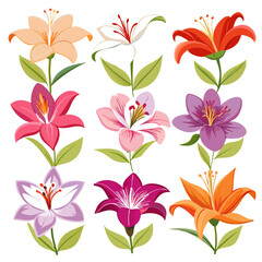 Colorful lily flowers illustration vector pattern on white