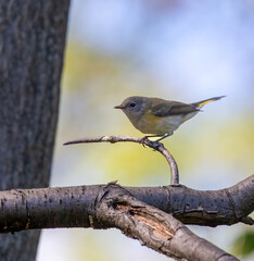 American Redstart