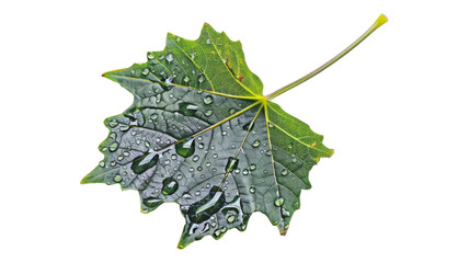 Fototapeta premium Close up of Single Leaf with Visible Veins and Water Droplets Nature Macro Photography