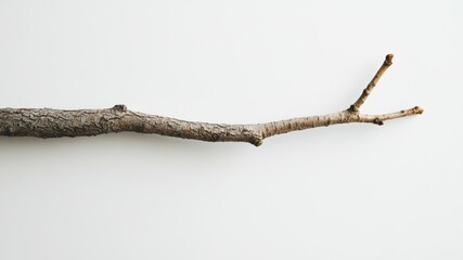 Fototapeta premium A single dry branch with twigs on a stark white minimalist background.