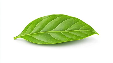 Obraz premium Single green leaf on a plain white background. HIV Survivors Day