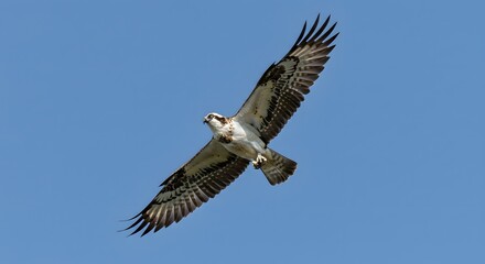 Fototapeta premium Bird of Prey Flying in Clear Blue Sky with Wings Spread