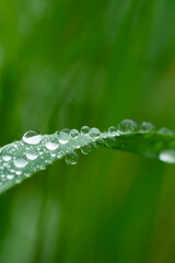 植物・水滴