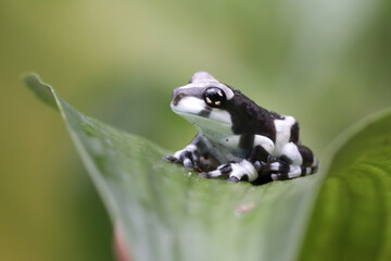 Phyllomedusa hypochondrialis climbing on leaves, Northern orange-legged leaf frog or tiger-legged monkey frog closeup on leaves 