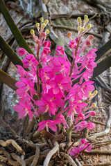 Closeup vertical view of ascocentrum ampullaceum epiphytic tropical orchid species blooming clusters of bright pink flowers on tree outdoors 