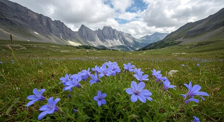 Fototapeta premium Blue Flowers Blooming in Mountain Valley Landscape with Dramatic Sky