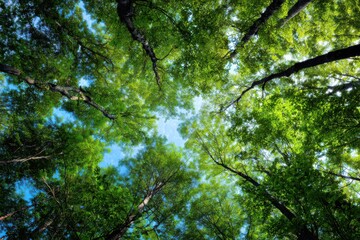 Fototapeta premium A wide-angle view of the canopy from below, looking up at trees with green leaves against a blue sky