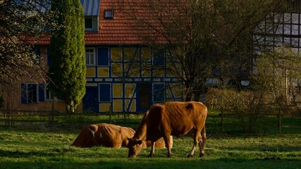 Kühe auf der Weide vor hübchen Fachwerkhäusern.