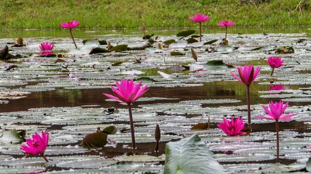 Banteay Srei, Angkor Wat is located in Cambodia. One of the seven architectural wonders of the world. Tomb Raider filming location