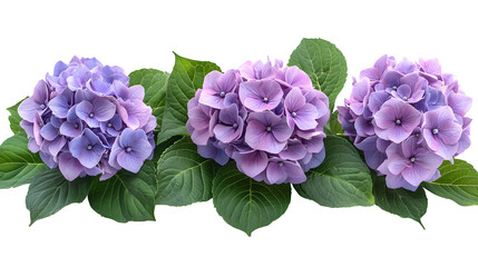 Obraz premium Hydrangea flower bush isolated on white background