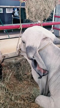White cow Brahman chewing cud, lying on a straw ground farm life. American breed of zebuine-taurine hybrid beef cattle