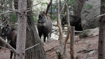 한국,산양,천연기념물,멸종위기야생동물,Korea, Mountain Ocean, Natural Monument, Endangered Wildlife