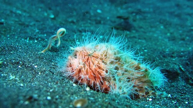 Frogfish use a lure to attract prey by dangling a bait-like appendage in front of their head.