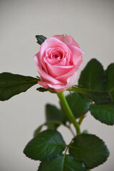 ピンクのばら