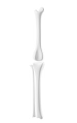 Human kneecap model, Biological and medical concepts, 3d rendering.