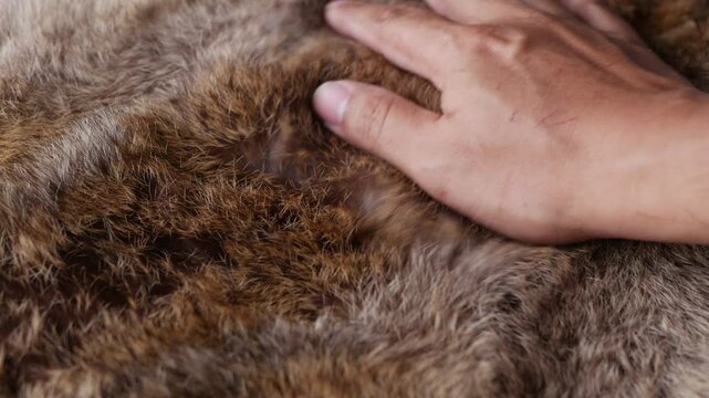 Man hand softly touching Red Brown Animal Wildlife fur hair textured Concept Background.