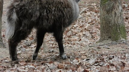 한국,산양,천연기념물,멸종위기야생동물,Korea, Mountain Ocean, Natural Monument, Endangered Wildlife