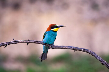 European bee eater, Merops apiaster. Common bee-eater. Close-up