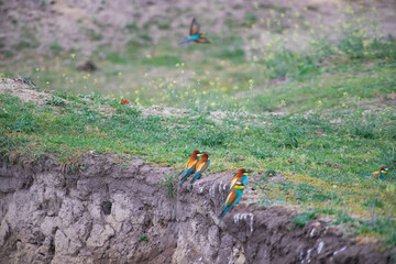 European bee eater, Merops apiaster. Common bee-eater. Close-up