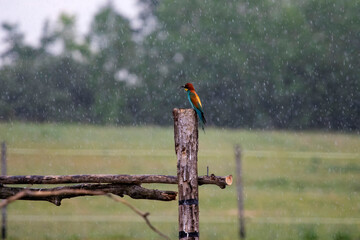 European bee eater, Merops apiaster. Common bee-eater. Close-up