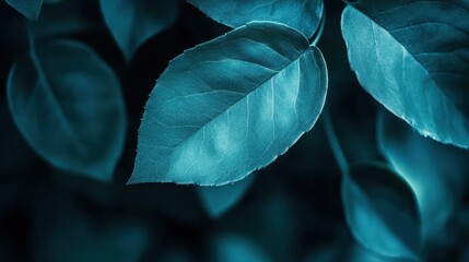 Obraz premium Deep teal leaves, a close-up botanical study.