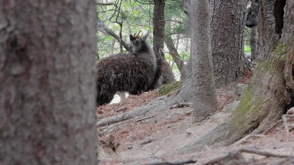 한국,산양,천연기념물,멸종위기야생동물,Korea, Mountain Ocean, Natural Monument, Endangered Wildlife