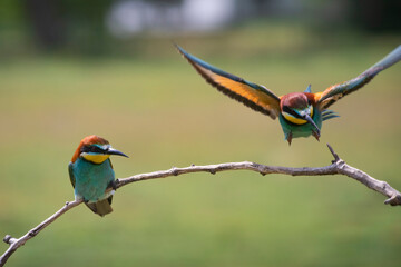 European bee eater, Merops apiaster. Common bee-eater. Close-up