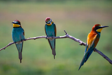 European bee eater, Merops apiaster. Common bee-eater. Close-up