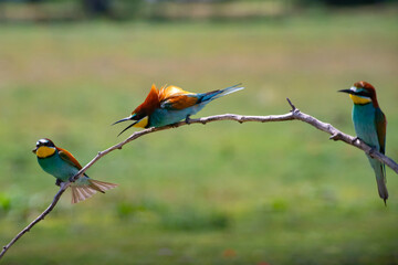 European bee eater, Merops apiaster. Common bee-eater. Close-up