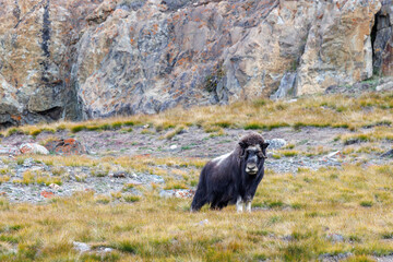Musk ox, Ovibos moschatus, in the mountainside tundra of Geologfjord, in Northeast Greenland National Park. A herbivore that feeds on the grass, moss and lichens of their habitat. © Rixie