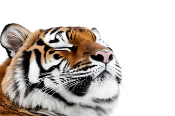 Fototapeta premium Majestic tiger close up wildlife portrait