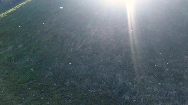Gnats in the summer air. Insect mating, gnat reproduction. Gnats.