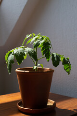 Tomatenpflanze in Tontopf auf der Fensterbank - Zimmerpflanze