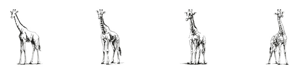 Fototapeta premium Giraffe Silhouettes Set. Wildlife Artistry And African Safari Theme Isolated Vector Illustration Collection
