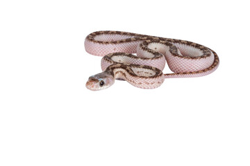 Baby white sided Texas rat snake or Elaphe obsoleta lindheimeri crawling. Isolated cutout on a transparent background.