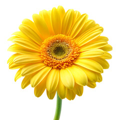 Naklejka premium beautiful yellow daisy flower isolated on white background PNG , AIGENERATED