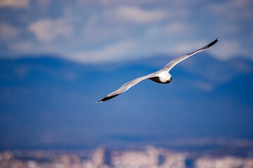 Seagull flying over the cape of Santa Pola with Alicante in the background