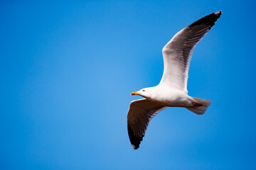 Obraz premium Seagull flying over the cape of Santa Pola