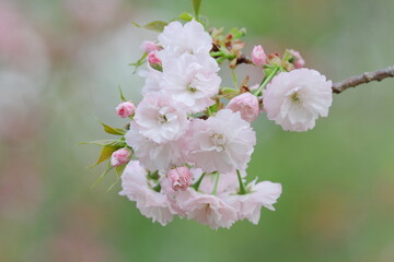 桜（一葉）