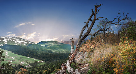 Panoramic view of the Lago Naki plateau. Forest on the mountain slopes. Lonely tree on the top of the mountain. Republic of Adygea.