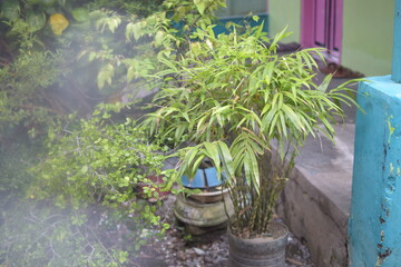 Fototapeta premium Bamboo plant in a garden