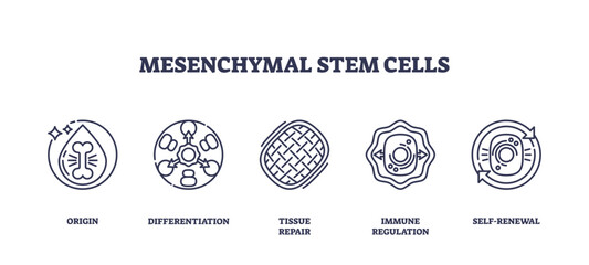 Mesenchymal stem cells are depicted with icons for origin, differentiation, and tissue repair, transparent background. Outline icons set. © VectorMine