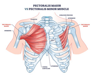 The diagram contrasts pectoralis major and minor muscles, highlighting their anatomical positions, transparent background.