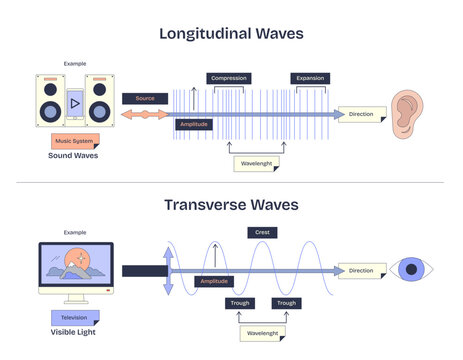 Longitudinal and transverse waves are illustrated with sound and light examples, highlighting compression, expansion, crest, and trough, transparent background.