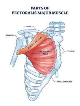 The diagram outlines parts of the pectoralis major muscle, highlighting the clavicular and sternocostal heads, transparent background.