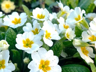 Blooming white primroses with yellow center and green leaves in the garden