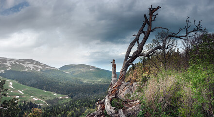 Panoramic view of the Lago Naki plateau. Forest on the mountain slopes. Lonely tree on the top of the mountain. Republic of Adygea.