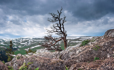Panoramic view of the Lago Naki plateau. Forest on the mountain slopes. Lonely tree on the top of the mountain. Republic of Adygea.
