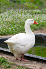 White goose on meadow of compound at Swiss City of Zürich on a cloudy spring day. Photo taken April 15th, 2025, Zurich Schwamendingen, Switzerland.