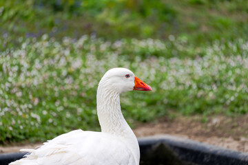 White goose on meadow of compound at Swiss City of Zürich on a cloudy spring day. Photo taken April 15th, 2025, Zurich Schwamendingen, Switzerland.